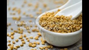Пажитник полезные свойства