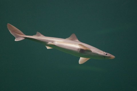 Дайвер с акулами в акватории Владивостока