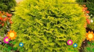 Туя западная Голден Глобе. Краткий обзор, описание характеристик thuja occidentalis Golden Globe