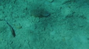 ХУРГАДА.  #54 - ДООБЕДЕННЫЙ ЗАПЛЫВ в КРАСНОМ МОРЕ (КАРАКАТИЦА, СПИНОРОГ...). ДЕНЬ 12-й.