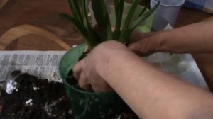 Орхидея Камбрия, Мильтония. Посадка.