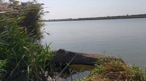 Рыбалка на реке Кубань / Попали на тарань / Выловила сазана