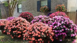 Cottage Farms 6-piece Color Jubilee SunPatiens on QVC