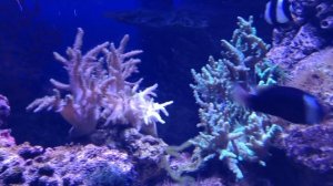 Океан. Красота подводного мира. Коралловый риф.