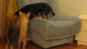 Брюссельский Гриффон - дружная семья