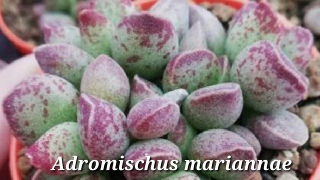 Succulent  Cactus Adromischus