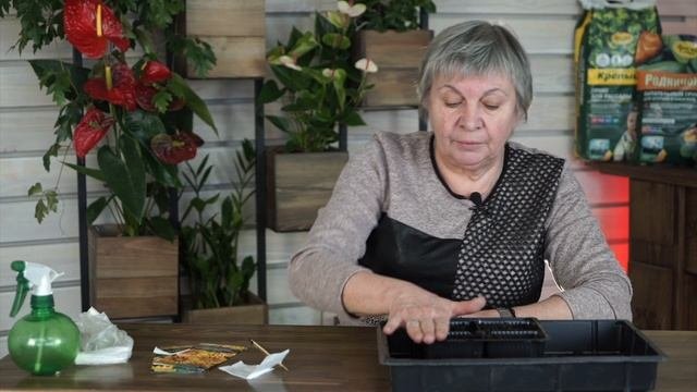 Гацания выращивание из семян ?
