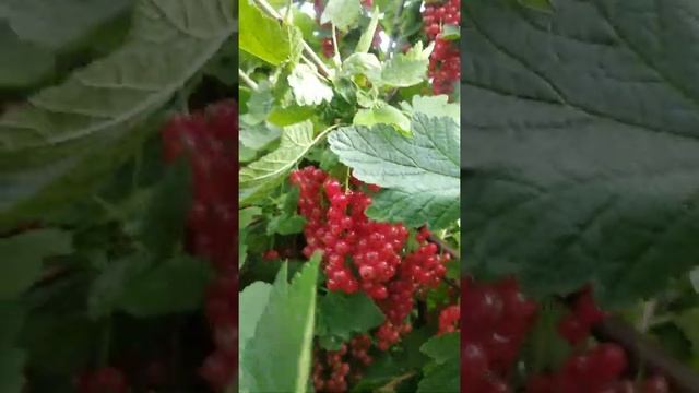 СМОРОДИНА РОВАДА г Тихорецк смотреть онлайн