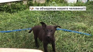 Большой кот против щенят - кто больше испугался