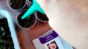 ?Пикирую клубневую бегонию АМЕРИГИБРИД?