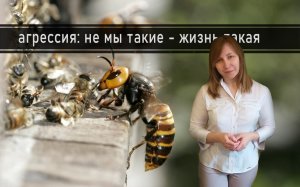 ВНЕШНИЕ ДЕТЕРМИНАНТЫ АГРЕССИИ