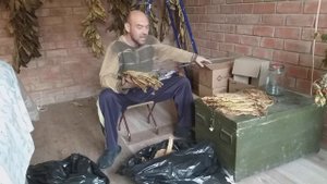 Что делать с отволоженным табачным листом