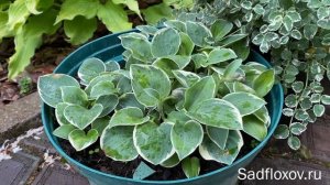 Сладкая парочка, хоста Country Mouse и карликовая кровохлебка Little Angel