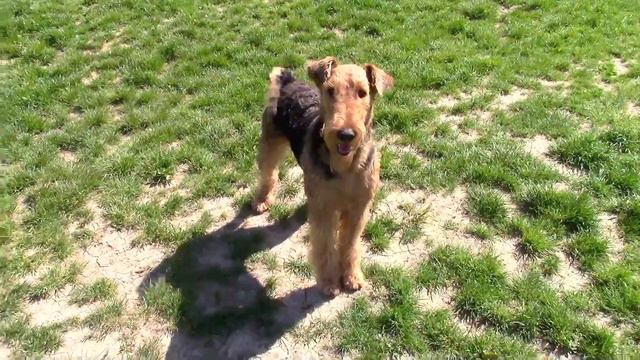 Vlog: Airedale Terrier  Collie  vom Wiener-Stern 