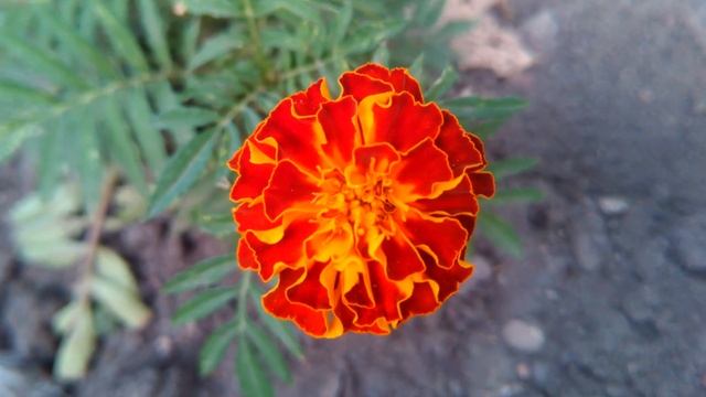 Бархатцы красно-оранжевые: Чорнобривці, Tagetes смотреть онлайн