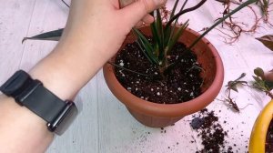 АНТУРИУМ, его пересадка и деление антуриума, состав грунта, секреты, чтобы быстрее прижились деленк