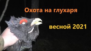 Охота на Глухаря весной. На глухарином току.