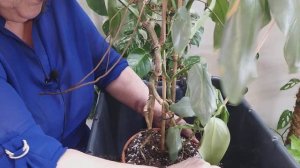 PHILODENDRON HASTATUM SILVER SWORD VS SILVER QUEEN.