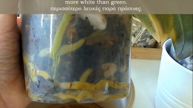 phalaenopsis orchid care - φροντίδα ορχιδέας phalaenopsis смотреть онлайн