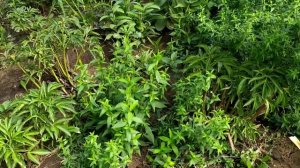 Мои результаты летнего черенкования гортензий. Как сохранить черенки зимой? ?