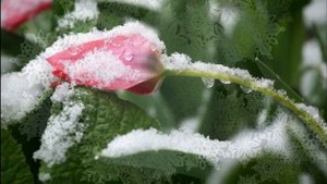 А. Вивальди Концерт для скрипки с оркестром Фа минор, RV 297 "Зима"- II. Ларго. исп. Джон Харрисон.