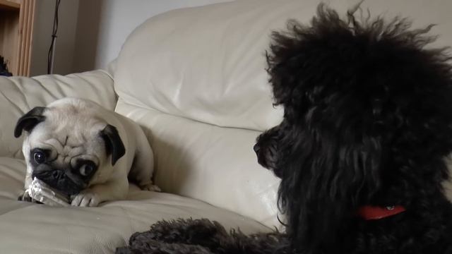 Pug -vs- Toy Poodle