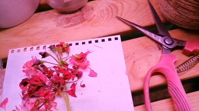 Сад после урагана, укоренились черенки роз. #сортароз #черенкироз #укоренениероз #укоренение смотреть онлайн