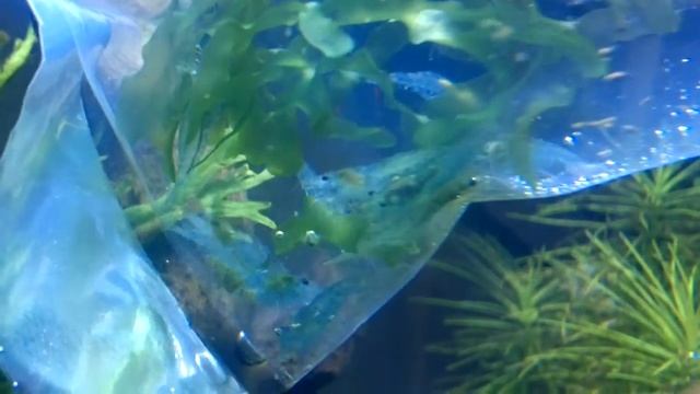 Krewetki Blue pearl /Shrimps blue pearl. смотреть онлайн