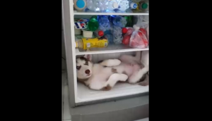 Хаски решил охладится в холодильнике