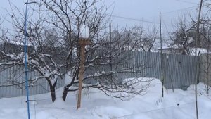Ловля певчих птиц ВО ВРЕМЯ ЛОВЛИ НА МОЮ МАННУЮ ПТИЦУ НАПАЛ ЯСТРЕБ