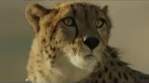 Hyundai Veloster Turbo Cheetah Commercial TV Advertisement New Thinking New Possibilities for 2012