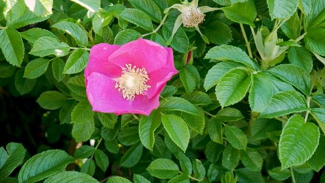 Видео обзор розы Ругоза (Гибрид Rugosa)