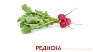 Учим овощи. Карточки  овощей для детей