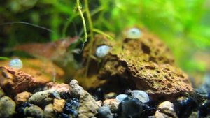 Остракоды в аквариуме