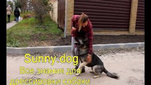 почему немецкая овчарка не злая