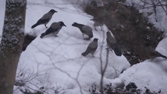 Вороны добыли лягушку зимой