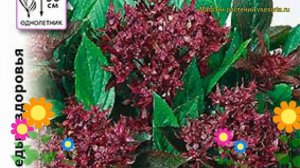 Базилик Тайская королева (Базилик). Краткий обзор, описание характеристик, где купить семена ocimum