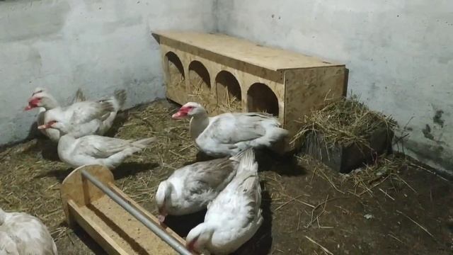 Формируем семью мускусных уток немецкой линии. Все секреты. смотреть онлайн