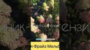 Крупномеры Гортензия Фрайз Мельба (Fraise Melba) метельчатая. "Французская ЗВЕЗДА"