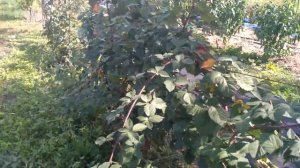 Агроболик.  Осеннее опрыскивание ежевики.