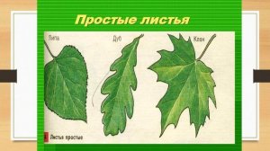 Внешнее строение листа