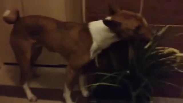 Басенджи Бонифаций дурачится;)) смотреть онлайн