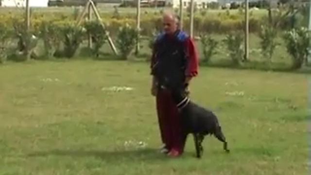 A.S.D. Working Dog смотреть онлайн