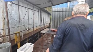 Саянская форель - Рыбное хозяйство, Форелевое хозяйство находится на реке Енисей, возле Майнской ГЭ