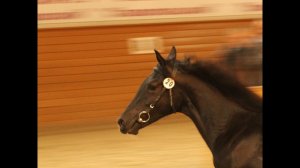 Итоги Аукциона 2016. Эхо конного мира. Эфир от 14.10.2016