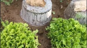 УКРЫТИЕ ПОСАДОК ВЕСНОЙ НА ЮГЕ / МОЙ ОПЫТ САДОВОДСТВА / ОРГАНИЧЕСКОЕ ЗЕМЛЕДЕЛИЕ НА ЮГЕ
