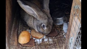 ЭКОНОМНЫЙ РАЦИОН МОИХ КРОЛИКОВ КОМБИКОРМ ДАВНО НЕ ПОКУПАЮ!