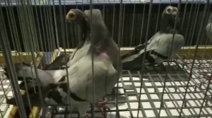 Венские голуби. | Декоративные породы голубей