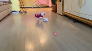 Чихуахуа. Новый комбинезон ?.