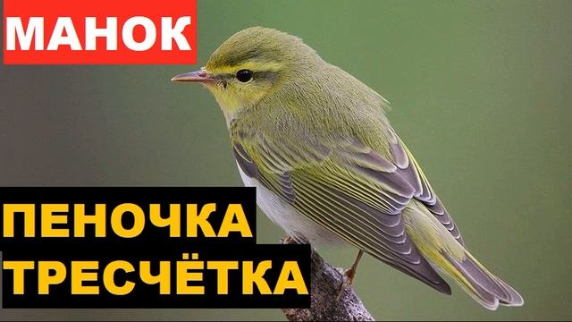 ?ГОЛОС (МАНОК) ПЕНОЧКА ТРЕСЧЕТКА - КАК РАЗОЗЛИТЬ ПТИЧКУ?